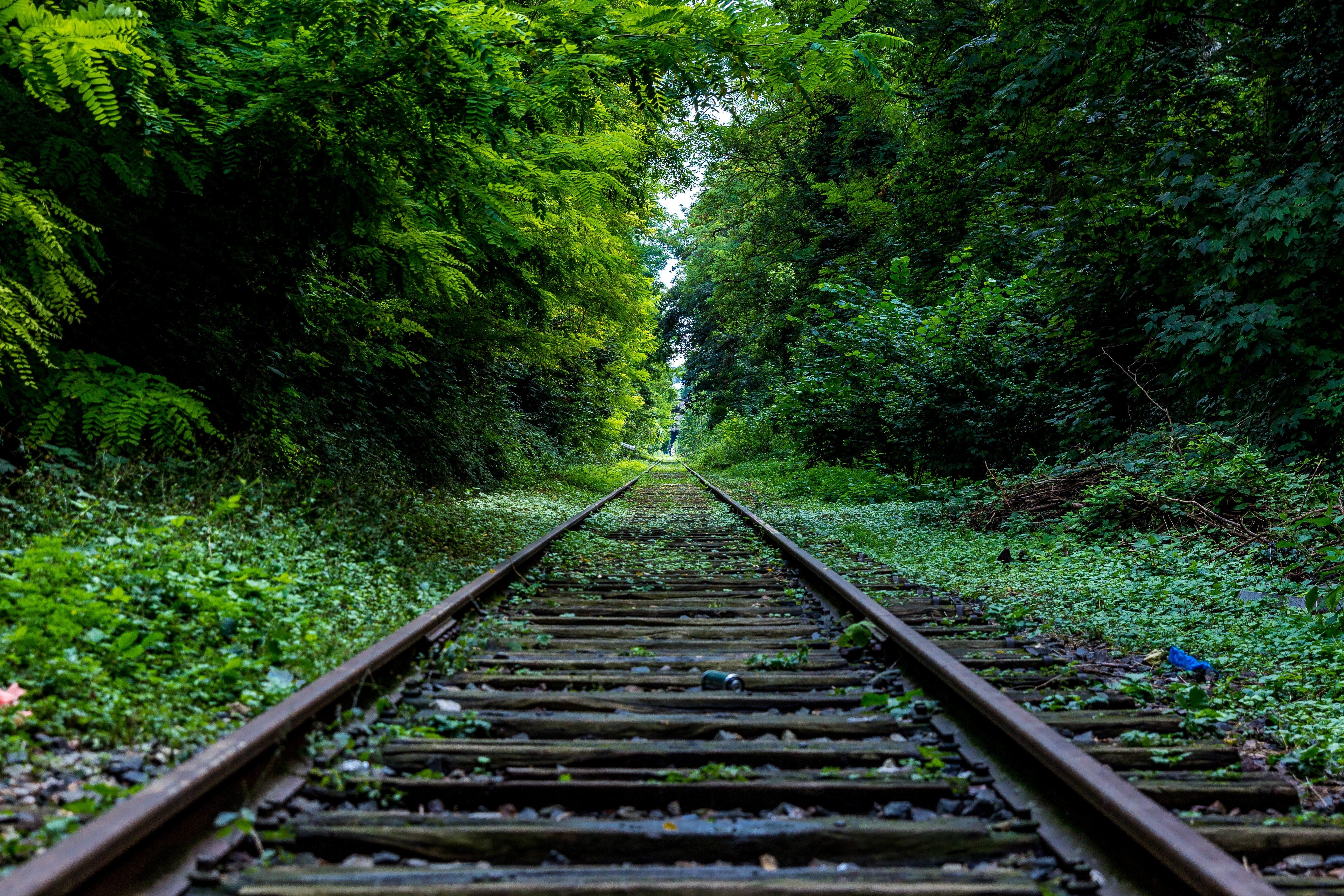 Forest path representing the journey to recovery